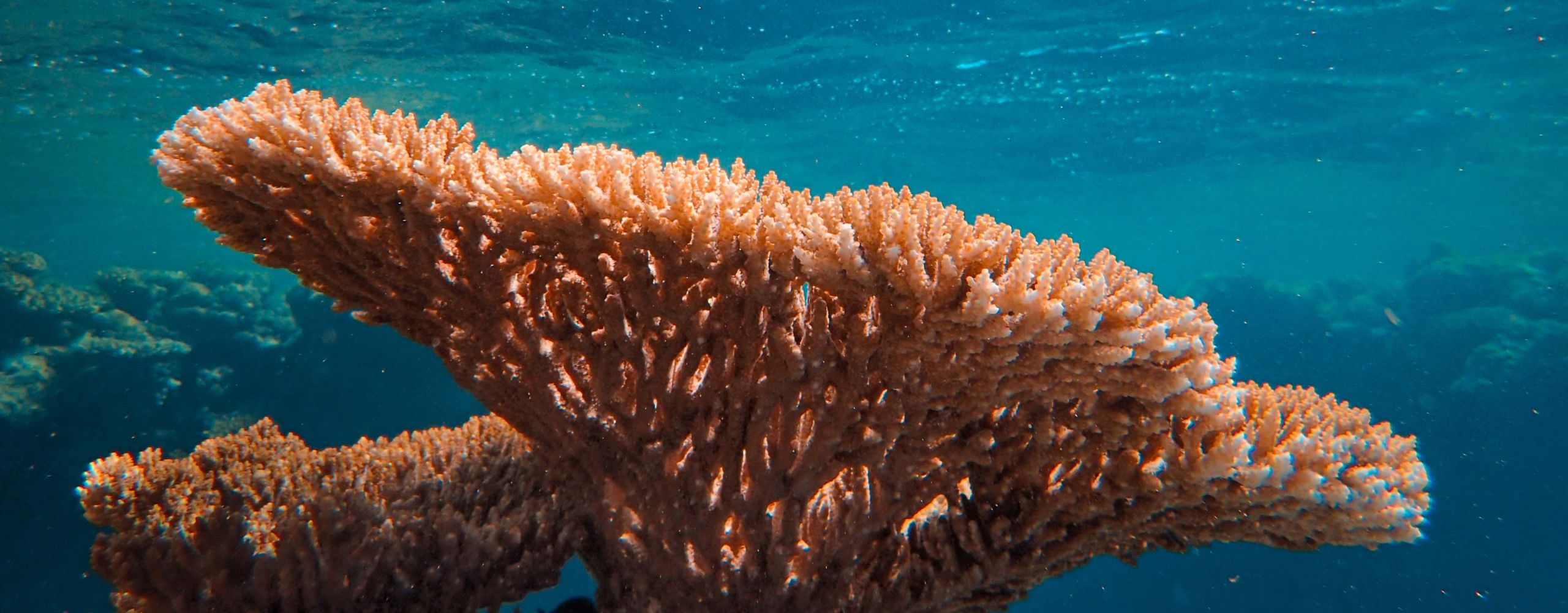 TENTANG EKOSISTEM TERUMBU KARANG