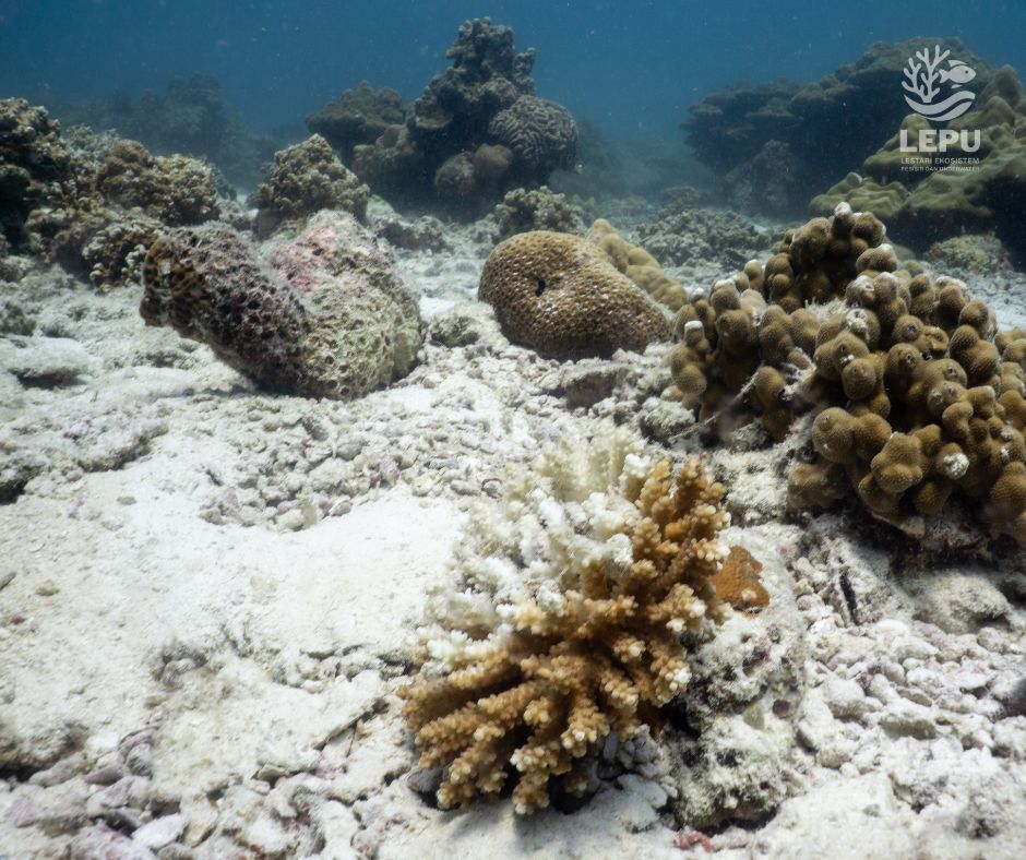 Menurut Survei Terumbu Karang di Bangka Belitung Rusak Akibat Tambang Laut